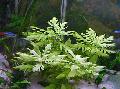 Photo Water wisteria  characteristics