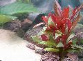 Photo  Red hygrophila growing and characteristics