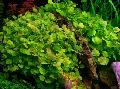 Photo  Chinese ivy, Japanese cress growing and characteristics