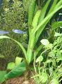 Photo  Onion plant, Water Onion growing and characteristics