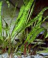Photo  Cryptocoryne aponogetifolia growing and characteristics