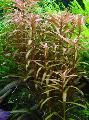 Photo Ammannia gracilis  description