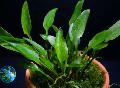 Photo  Cryptocoryne lucens growing and characteristics