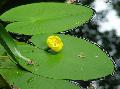 Photo  Yellow pond-lily growing and characteristics