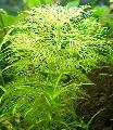 Photo  Limnophila indica growing and characteristics