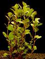 Photo  Ludwigia palustris growing and characteristics