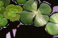 Photo  European waterclover growing and characteristics