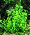 Photo  Micranthemum umbrosum growing and characteristics