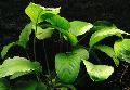 Photo  Broad Leaved Anubias growing and characteristics