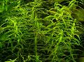 Photo  Water hedge growing and characteristics