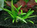 Photo  Sagittaria platyphylla growing and characteristics