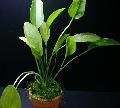 Foto  Echinodorus Aschersonianus wächst und Merkmale