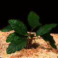 Foto  Anubias Coffeefolia wächst und Merkmale
