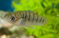 Aquarium Fishes Hump-backed Limia Photo