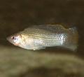   сребро Акваријумске Рибице Саилфин Молли / Poecilia velifera фотографија