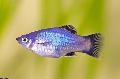 Aquarium Fishes Xiphophorus maculatus Photo