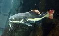 Foto Aquarium Roten Schwanz Wels Merkmale und kümmern