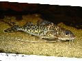 Photo Pictus Catfish characteristics