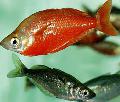 Aquarium Fische Rot Regenbogenfisch Foto