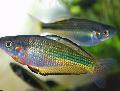 Aquarium Fishes Murray river rainbowfish Photo