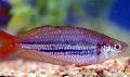 Photo Aquarium Rainbowfish Naine les caractéristiques et un soins