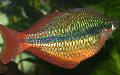Aquarium Fische Regal Regenbogenfisch Foto