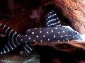 Photo Aquarium Synodontis Angelicus Catfish characteristics and care