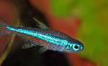 Aquarium Fishes Green Neon Tetra Photo