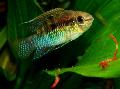 Aquarium Fishes Dwarf Flag Cichlid Photo
