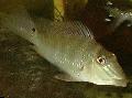Photo Aquarium Earth Eater, Demon fish characteristics and care