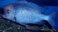 Photo Blue Dolphin Cichlid, Moorei Cichlid characteristics