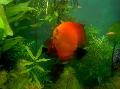 Aquarium Fische Rote Diskus Foto