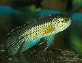 Aquarium Fishes Golden Dwarf Cichlid Photo