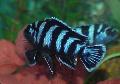 Photo Aquarium Zebra Cichlid characteristics and care