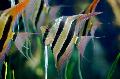 Photo Aquarium Altum Angelfish characteristics and care