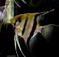 Foto Aquarium Angelfish Scalare Merkmale und kümmern