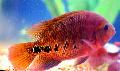 Aquarium Fishes Cichlasoma synspilum Photo