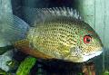   Spotted Aquarium Fish Severum / Cichlasoma severum, Heros serverus Photo