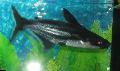 Photo Iridescent Shark Catfish characteristics