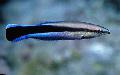 Aquarium Fishes Yellowtail tubelip Photo