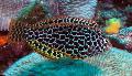 Aquarium Fische Leopard Wrasse Foto