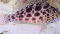 Photo Spotted hawkfish characteristics