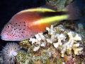 Photo Aquarium Freckled hawkfish characteristics and care