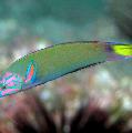 Foto Aquarium Lyretail Lippfische, Mondfisch Merkmale und kümmern