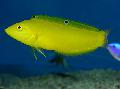 Aquarium Fishes Yellow wrasse, Golden wrasse, Canary wrasse Photo