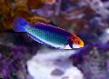 Photo Red-eyed fairy-wrasse description