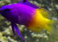 Aquarium Fishes Fairy Basslet Photo