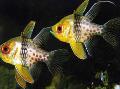 Aquarium Fishes Spotted Cardinalfish Photo
