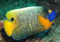 Aquarium Fishes Blueface Angelfish Photo