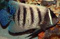 Foto Aquarium Sechs Bar Kaiserfische Merkmale und kümmern